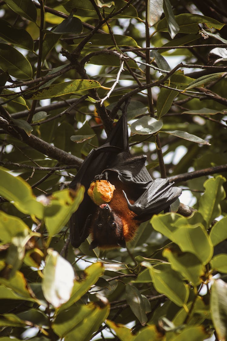 Large Flying Fox Hanging From A Branch And Eating Fruit