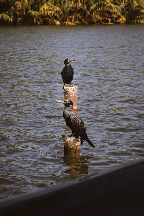 Photos gratuites de aviaires, cormorans néotropiques, oiseaux