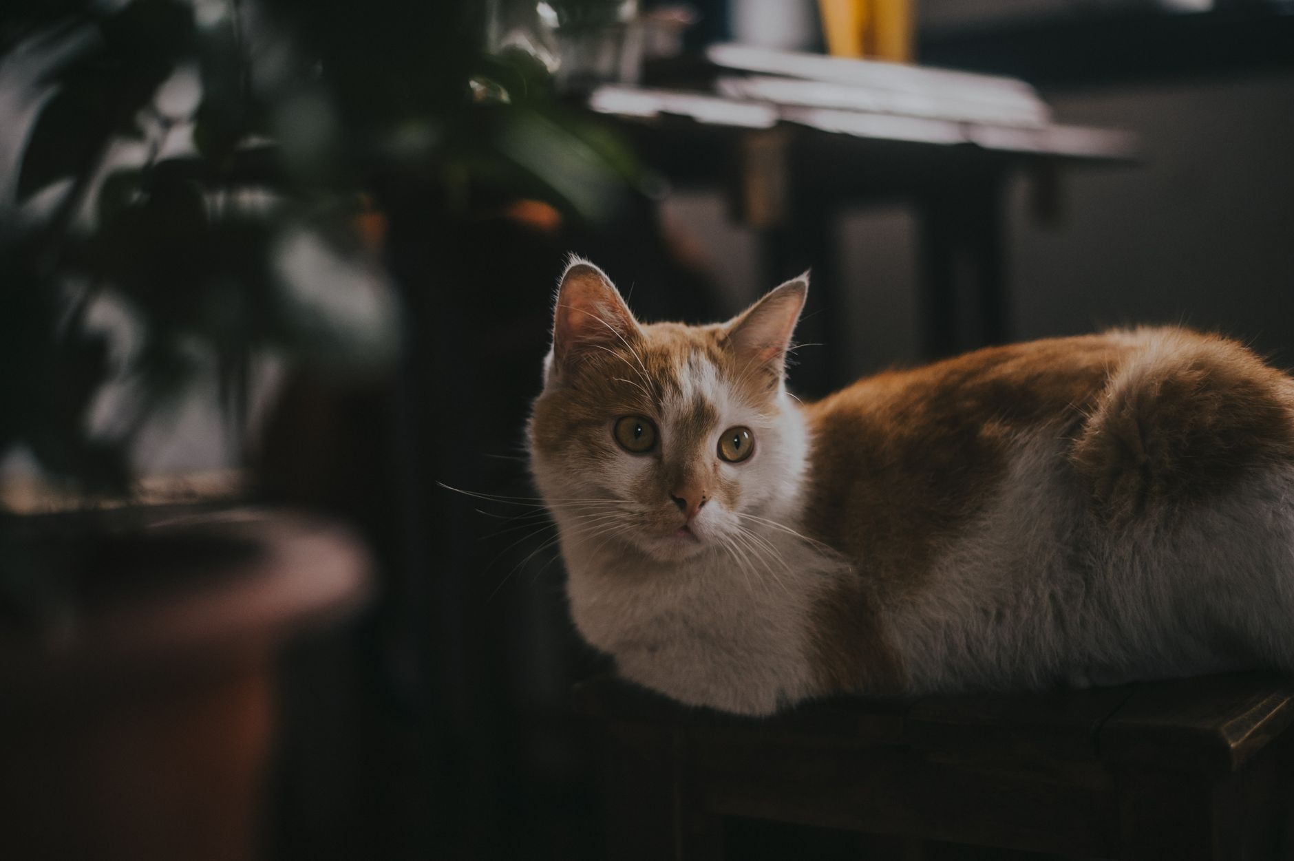 Portrait of a cat at a veterinary clinic