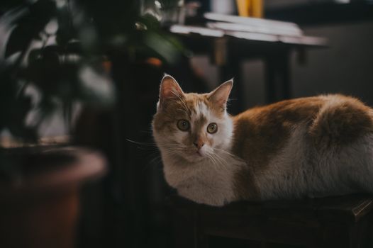 一只橙白相间的猫轻松地躺在迷人的室内肖像中