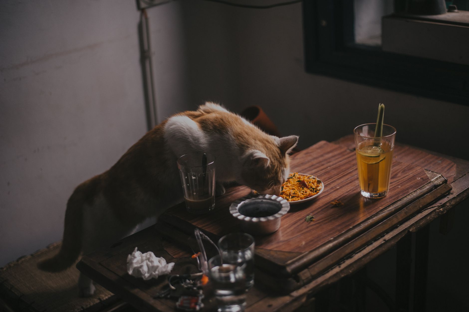 Cuidado de mascotas