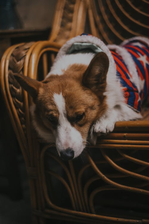 Δωρεάν στοκ φωτογραφιών με corgi, αναπαύομαι, αξιολάτρευτος