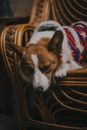 一只可爱的柯基犬穿着条纹毛衣，舒适地趴在室内的藤椅上