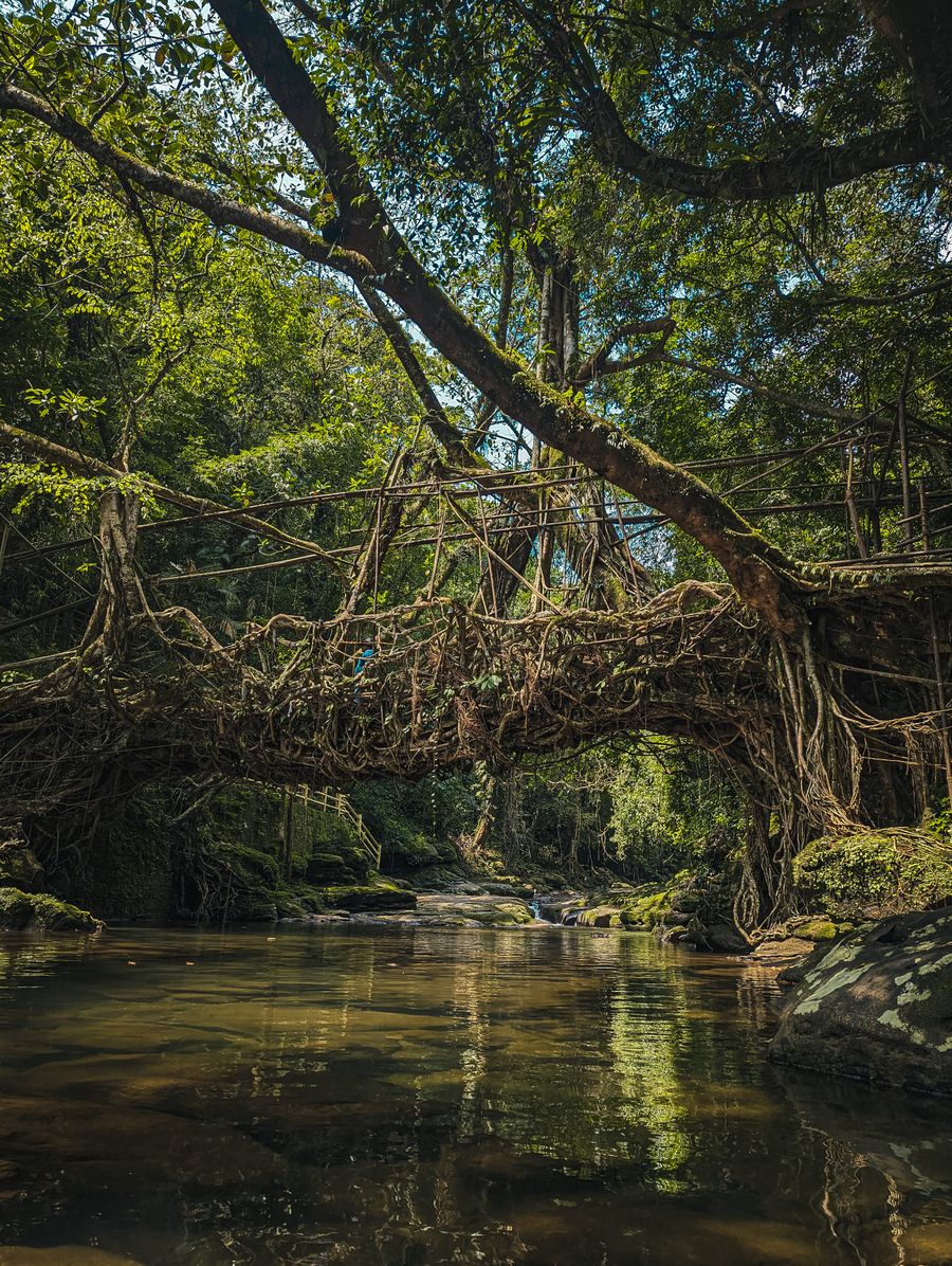 Double Decker Living Root Bridge photo 8