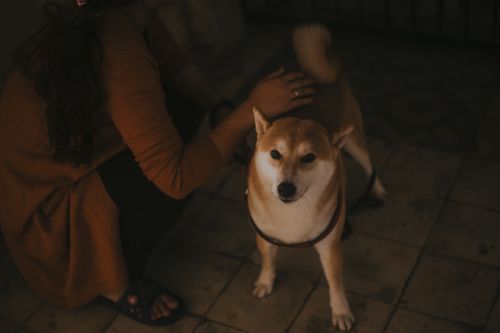 Free A Shiba Inu dog looking at the camera while being petted by its owner indoors. Stock Photo