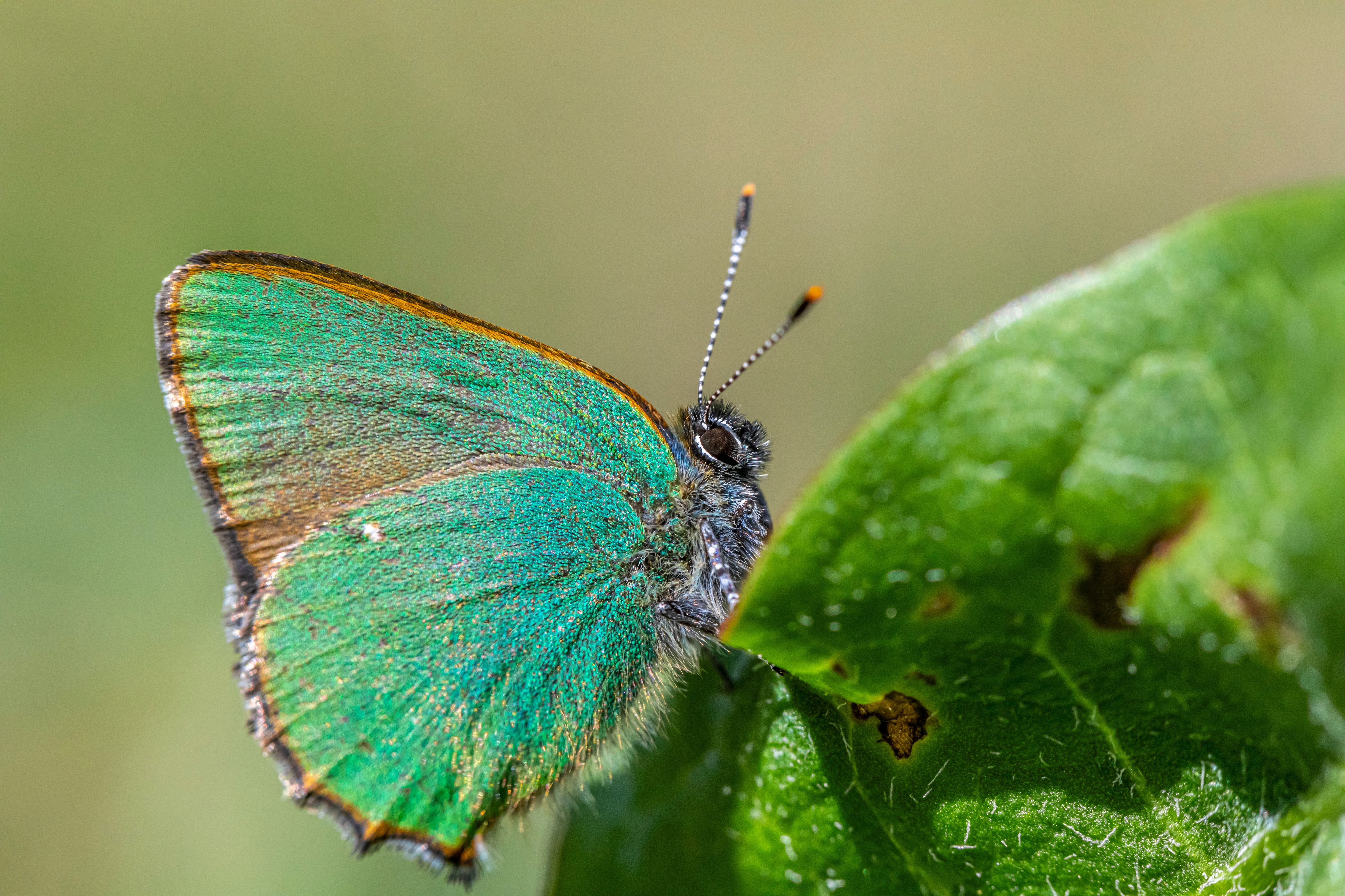 A green and blue butterfly sitting on a leaf · Free Stock Photo