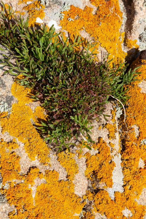 Free Close-up of lush green plant amidst bright orange lichen on rocks in Plougrescant, France. Stock Photo