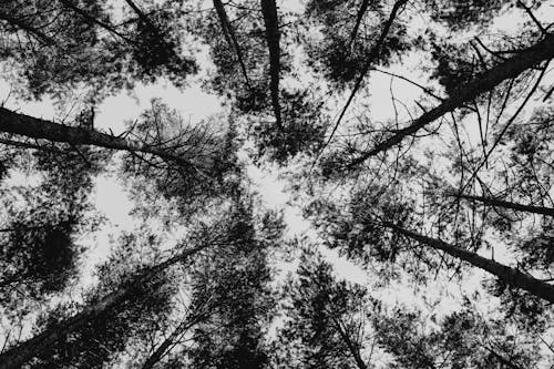 Treetops in Black and White