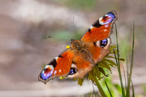 Ilmainen kuvapankkikuva tunnisteilla aglais io, biologia, ei ihmisiä