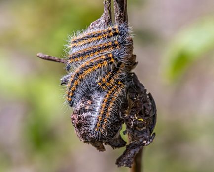 A caterpillar is sitting on a branch