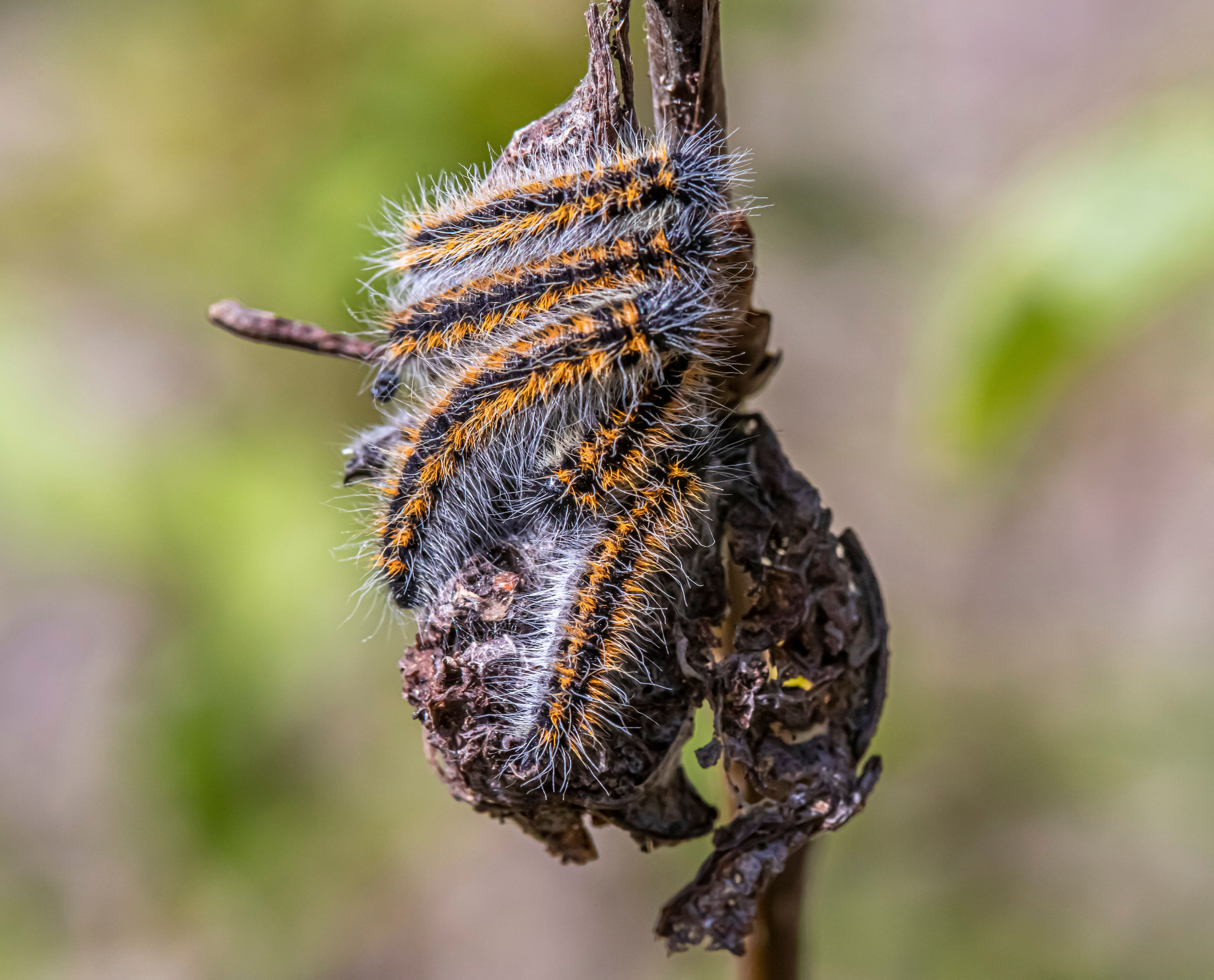 Close up of Caterpillar · Free Stock Photo