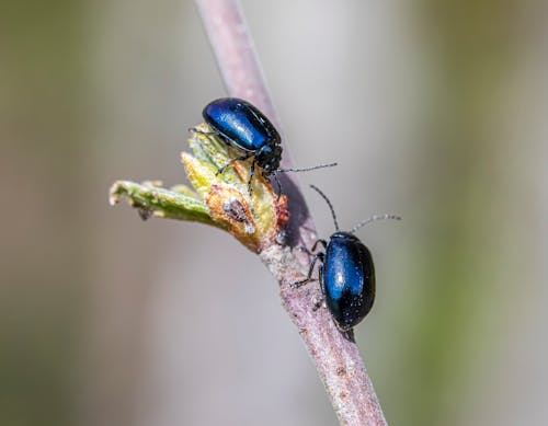 Δωρεάν στοκ φωτογραφιών με beetle, macro, άγρια φύση