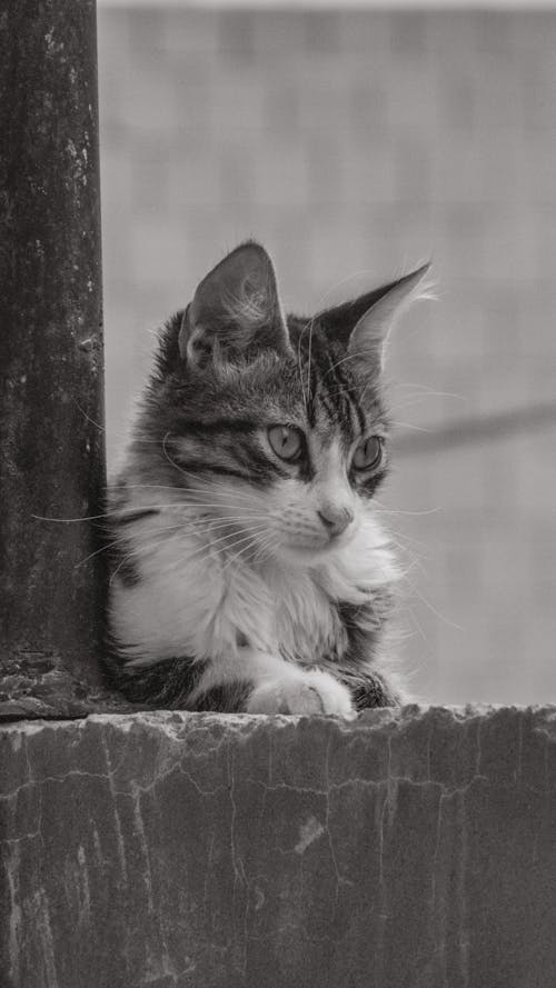 Cat Lying Down on Wall