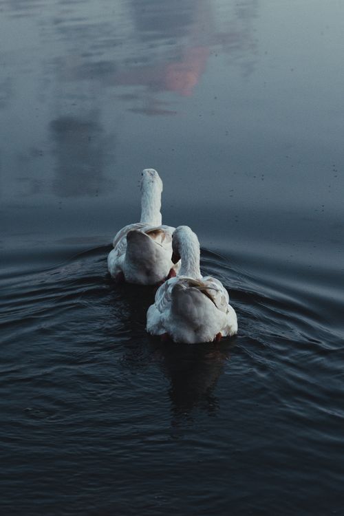 Free Two white swans gracefully swimming on a serene lake in Abruzzo, Italy, showcasing nature's tranquility. Stock Photo