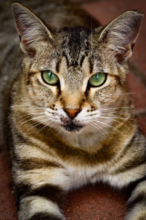 Free Intimate portrait of a green-eyed tabby cat lying down, capturing its expressive gaze. Stock Photo