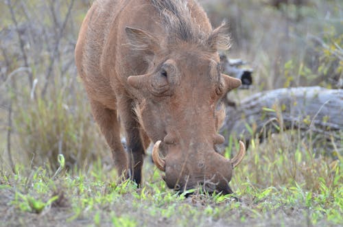 Close up of Warthog
