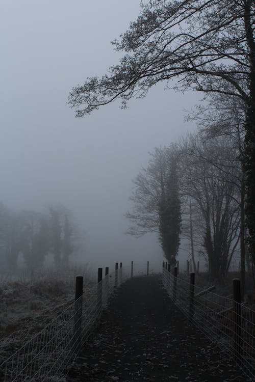 Imagine de stoc gratuită din arbori, cale, ceață