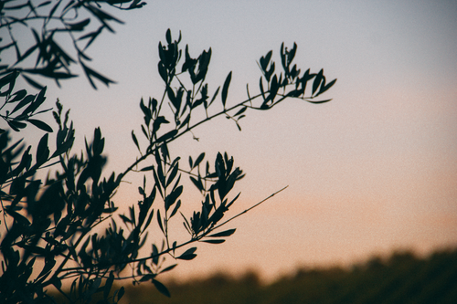 Free Serene view of olive branches silhouetted against a pastel sunset in rural Tuscany, Italy. Stock Photo