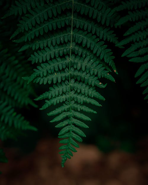 Kostnadsfri bild av grön, löv, natur