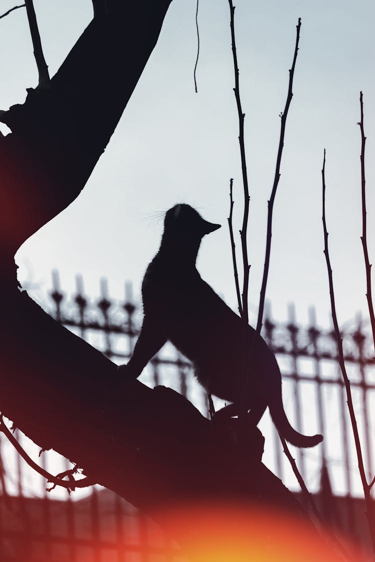 Silhouette Of Cat On Tree