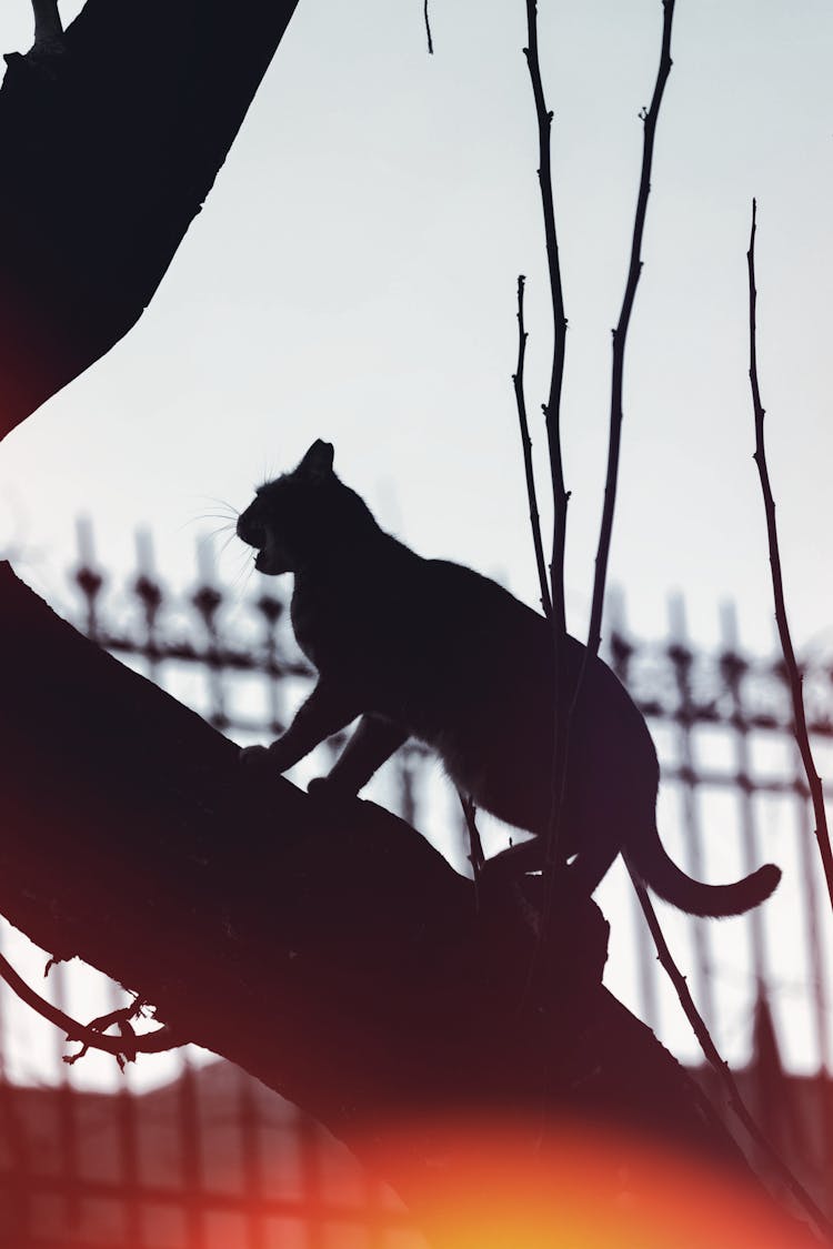 Cat Silhouette On Tree