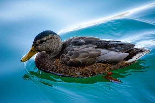 Duck in Water 