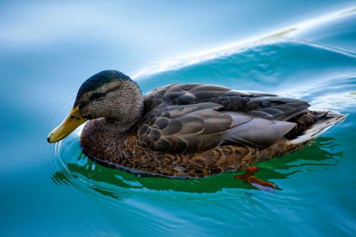Free Detailed close-up of a duck gliding gracefully on shimmering blue water. Stock Photo