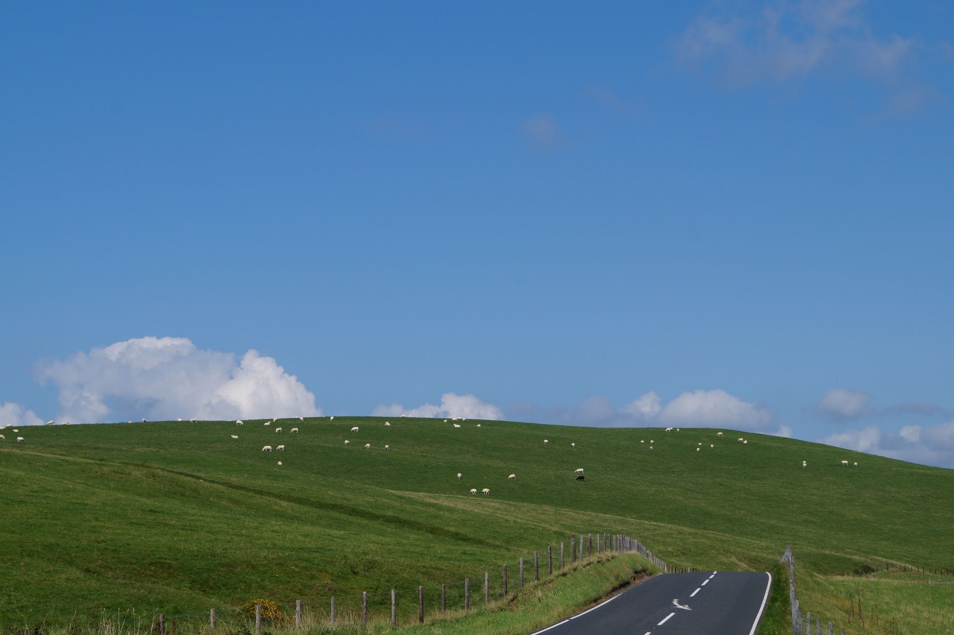 Schapen op de Côte de Willis