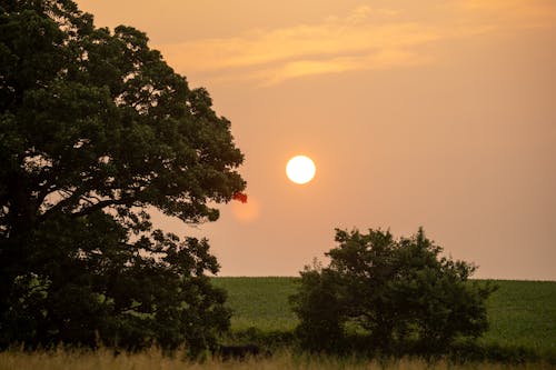 Gratis stockfoto met bomen, decor, gele lucht