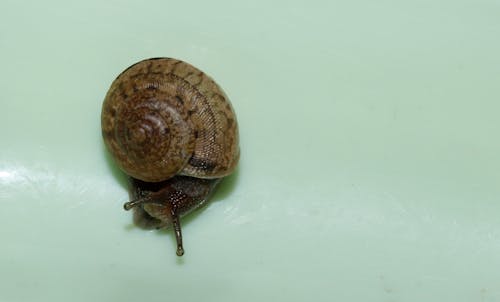 small snail with its shell