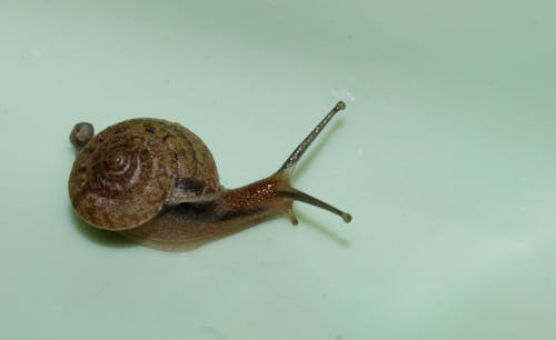 small snail with its shell