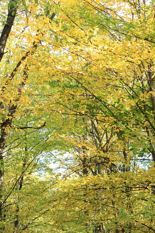 Free Sunlight filters through a vibrant canopy of autumn leaves, capturing nature's seasonal transformation. Stock Photo