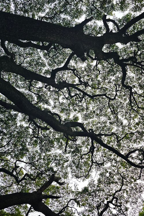 Crowns of Trees Seen from Below