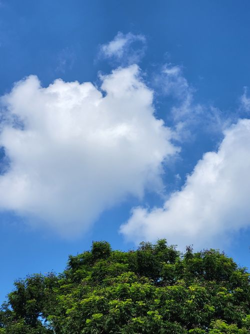 Free Fluffy white clouds float in a bright blue sky above lush green trees in Kolkata, India. Stock Photo