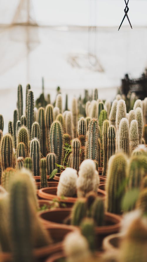 Fotos de stock gratuitas de cactus, claveteado, crecimiento