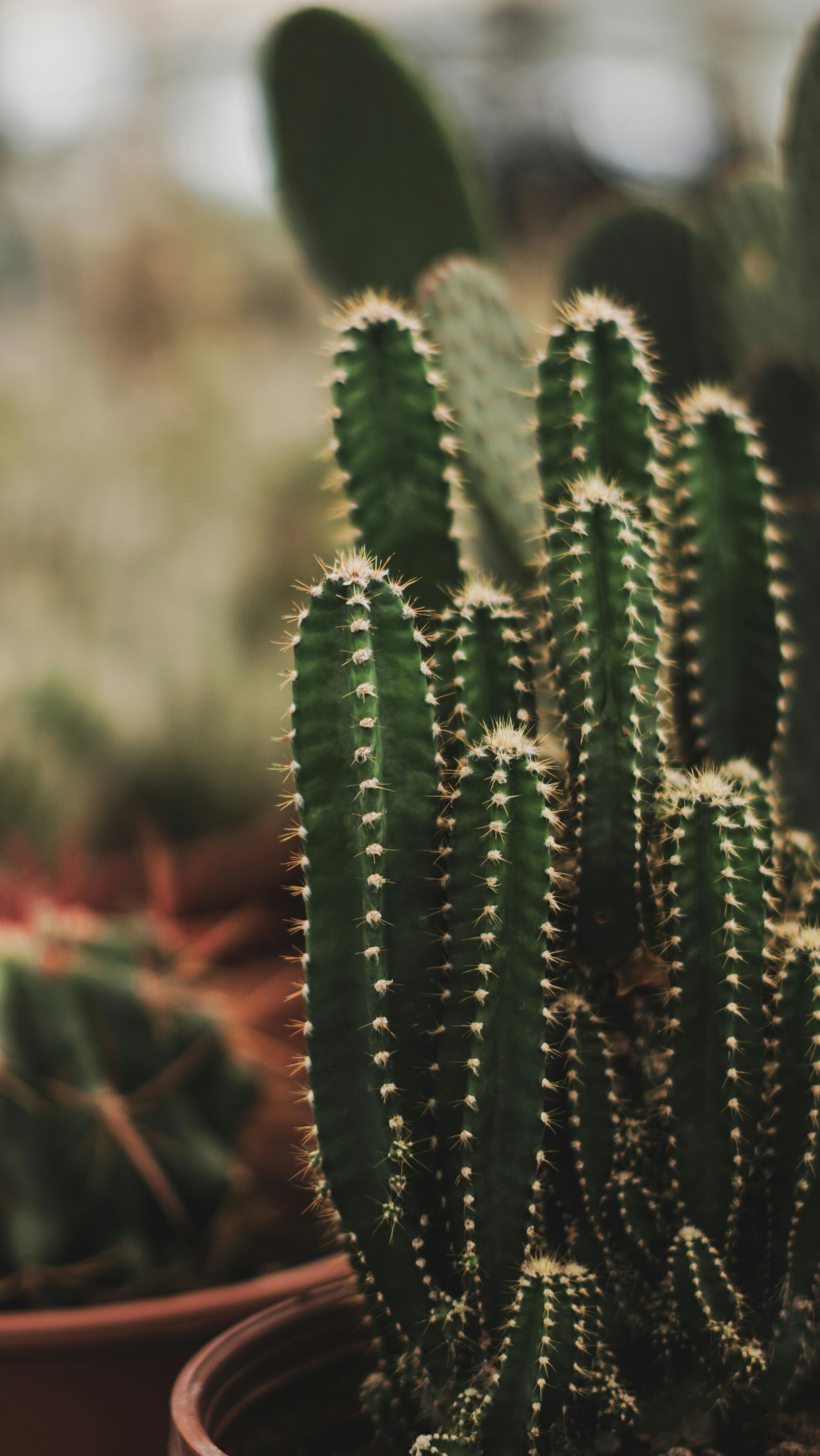 Cacti Growing in Pots · Free Stock Photo