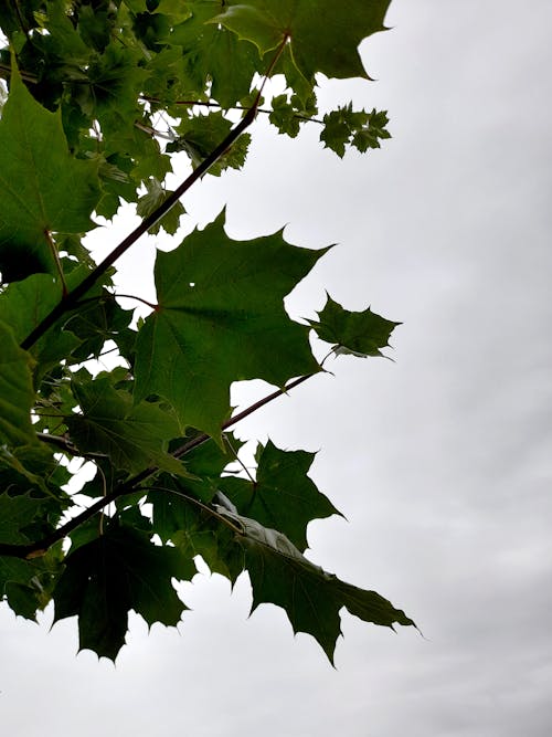 Green Maple Tree Leaves Seen against Blue Sky