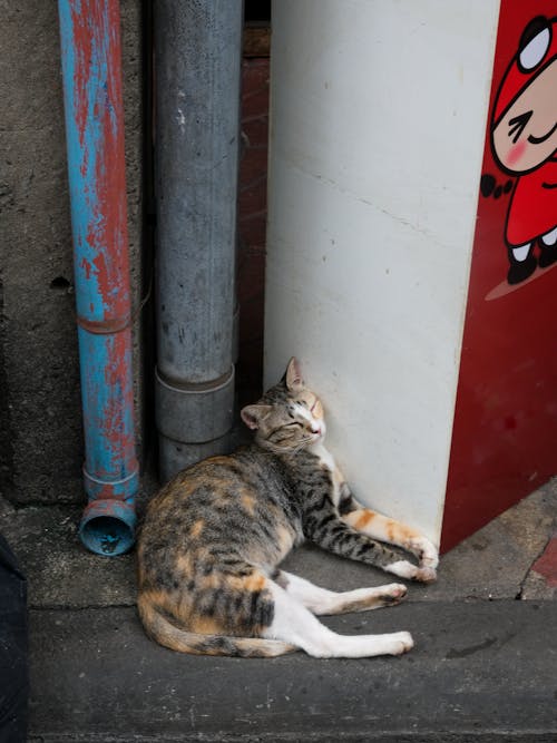 Cat Lying Down near Gutters