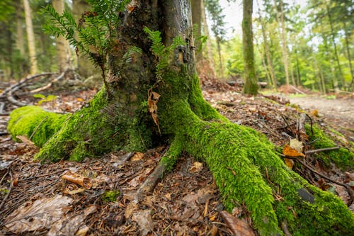 ağaç, doğa, kök içeren Ücretsiz stok fotoğraf