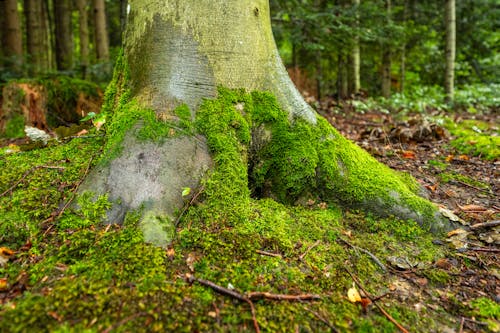Foto stok gratis akar, batang pohon, hijau