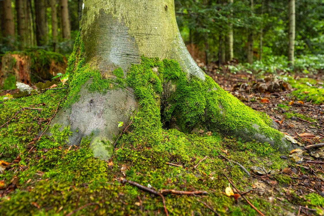 Tree Trunk and Roots Covered by Green Moss