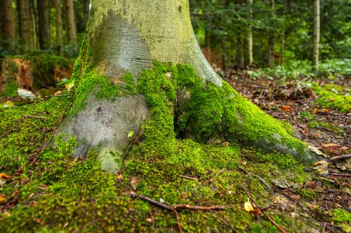 Free Close-up of a moss-covered tree trunk in a vibrant green forest setting. Stock Photo