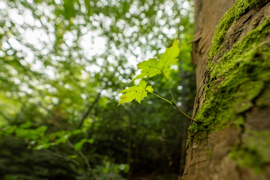 Small Twig Sprouting from a Maple Tree Trunk