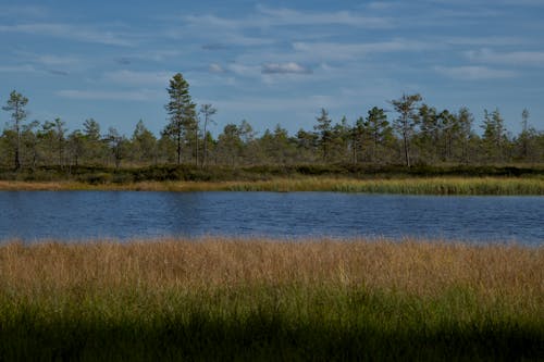 Immagine gratuita di acqua, alberi, fiume