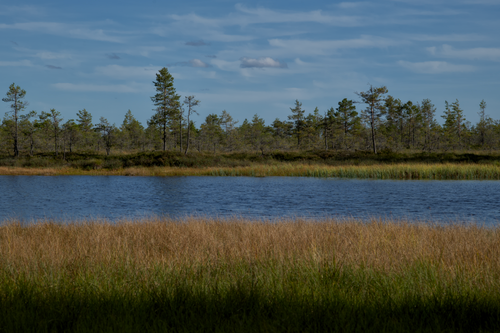 Free Serene landscape with trees and riverbank under a clear sky, perfect for nature themes. Stock Photo