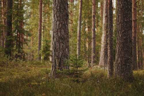 Imagine de stoc gratuită din arbori, centrale, codru