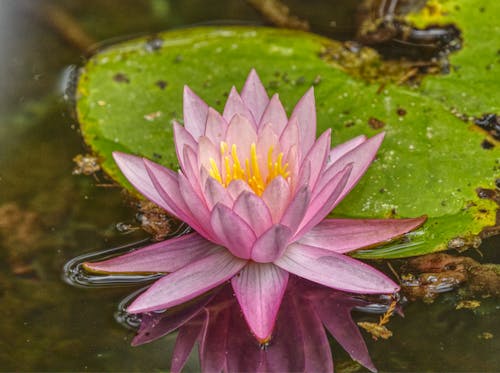 Pink Lotus Flower