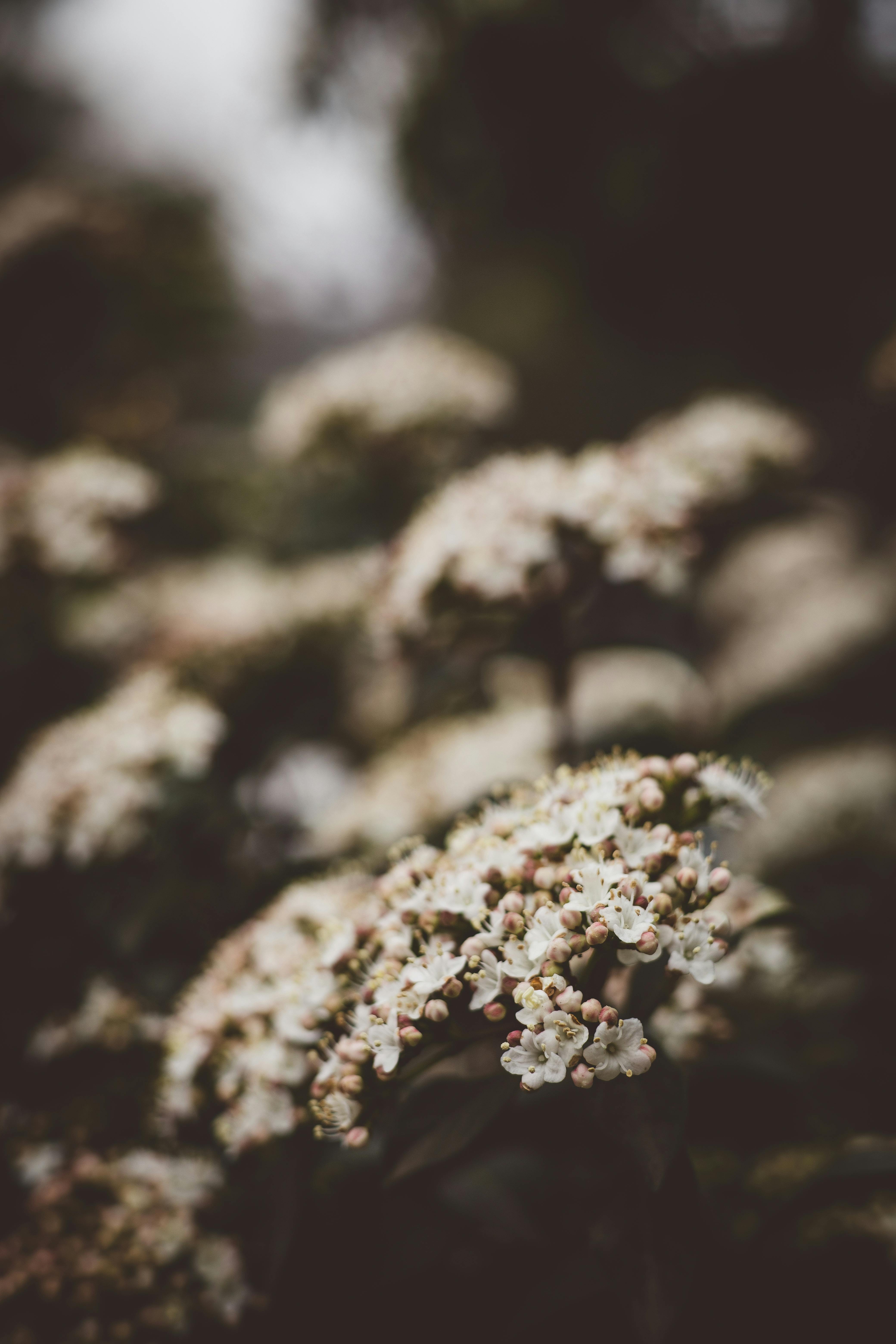 White Flowers in Bloom in a City Park · Free Stock Photo