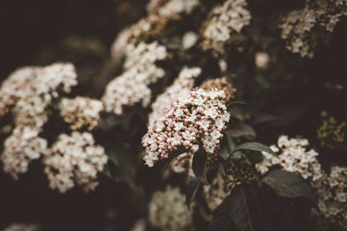 Beyaz çiçekler, bitki, büyüme içeren Ücretsiz stok fotoğraf