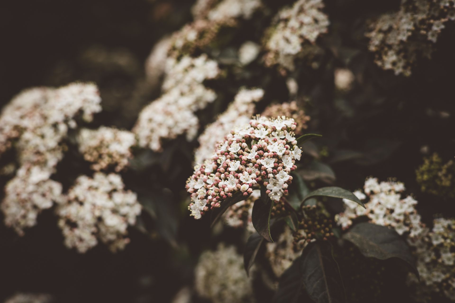 Soft focus image of Viburnum flowers in bloom, showcasing delicate petals and lush greenery.